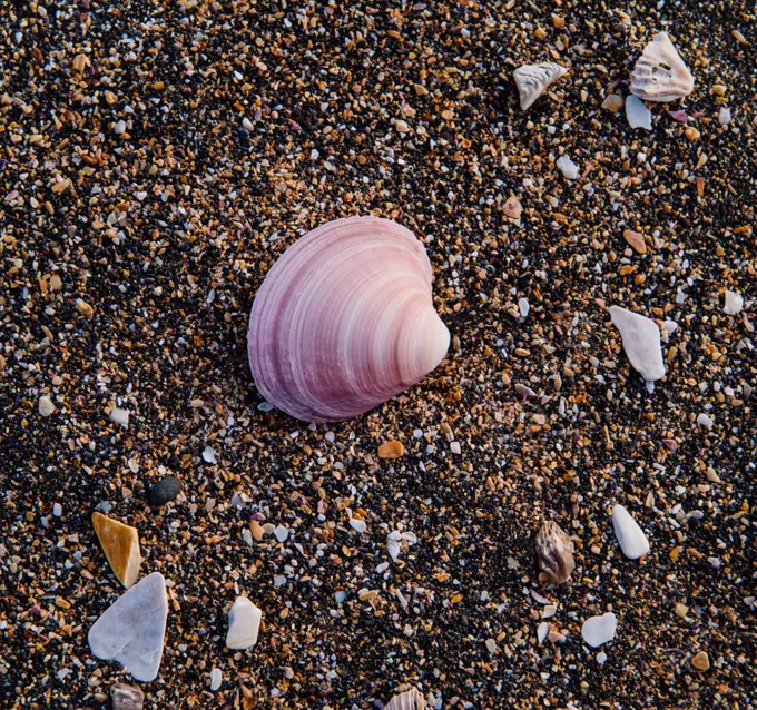 shells on the beach, Raudisandur, Rauðasandur beach in the Western Fjords Iceland, Scandinavia, Iceland, Europe