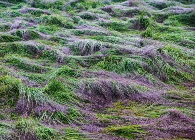 Grassy landscape in Vatnajokull National Park