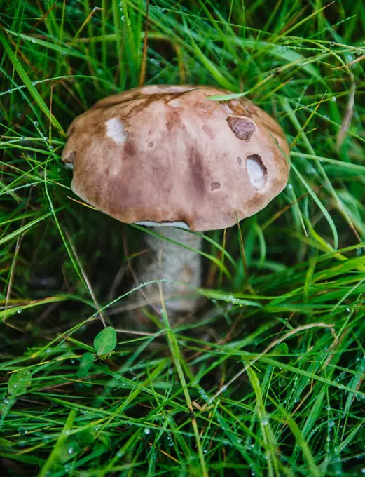 Wild mushroom growing in Skaftafell national park, Vatnajökull, Southeast Iceland, Scandinavia, Europe