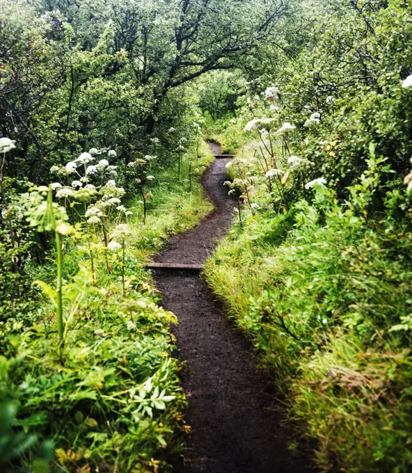 Path passing through forest in Vatnajokull National Park, Iceland, Scandinavia, Europe