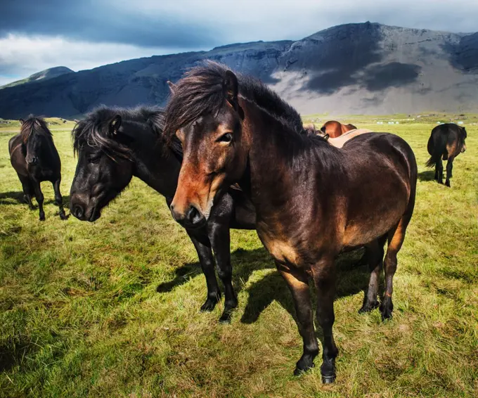 Wild horses in Southwest Iceland, Scandinavia, Europe