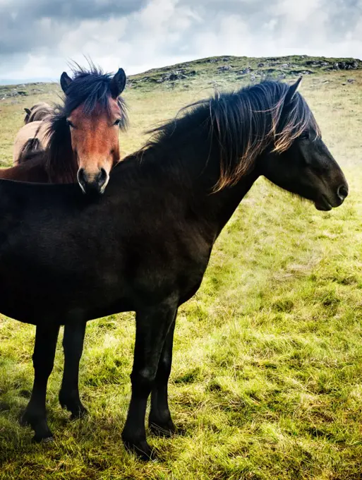 Wild horses in Southwest Iceland, Scandinavia, Europe