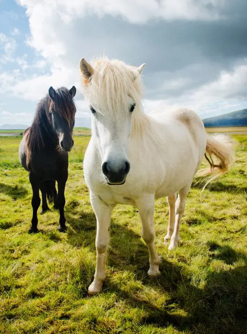 Wild horses on grassy landscape, Iceland, Europe