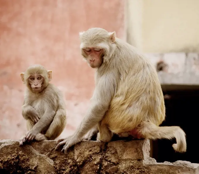 Mother and child rhesus macaque monkeys, Varanasi, India