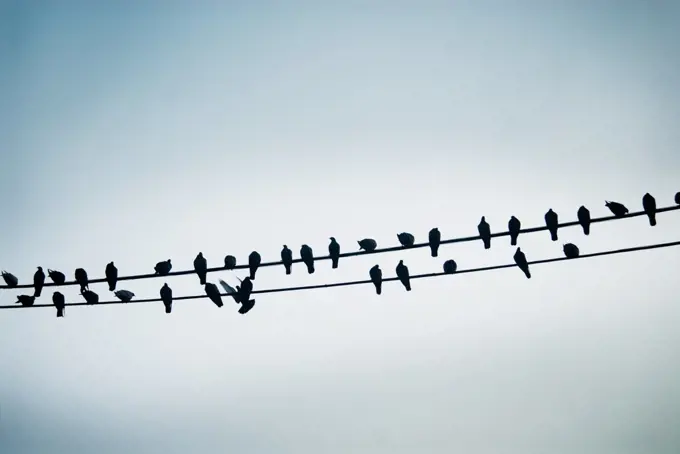 Pigeons on a wire, Varanasi, India