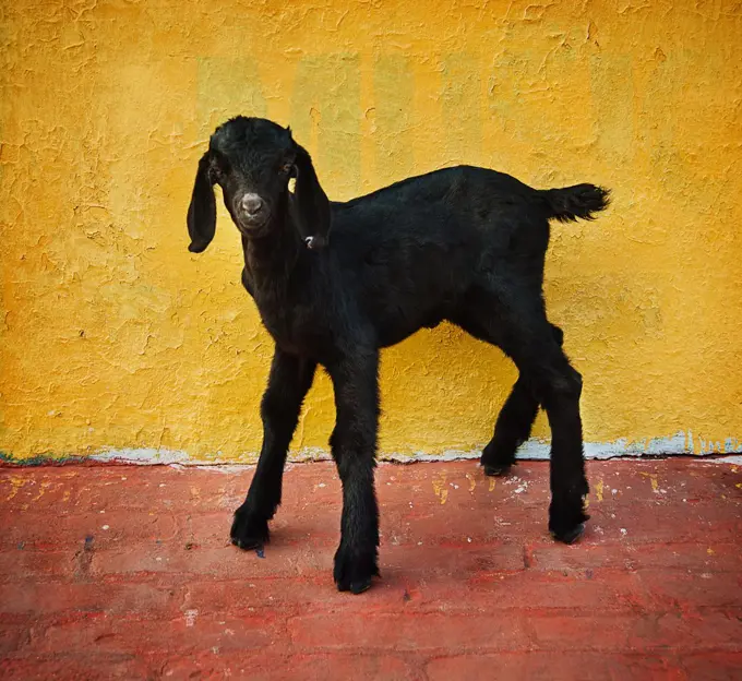 black baby goat against a yellow wall on the ghats of the Ganges river, Varanasi, India