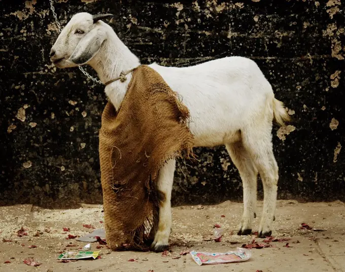 Goat on the streets of Varanasi, India