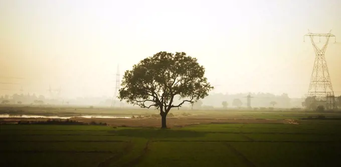 tree in the fog, Varanasi, India