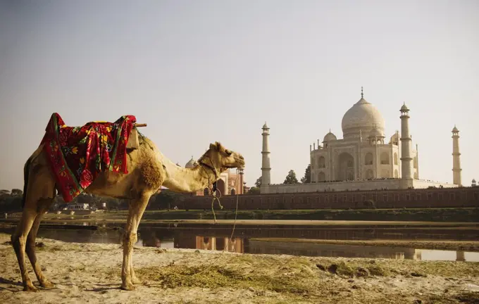 Camel standing outside the Taj Mahal, India