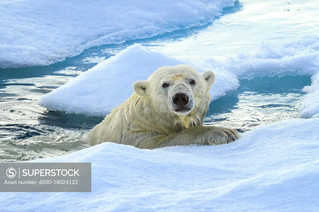 Polar bear (Ursus maritimus) after swimming, Svalbard, Norway