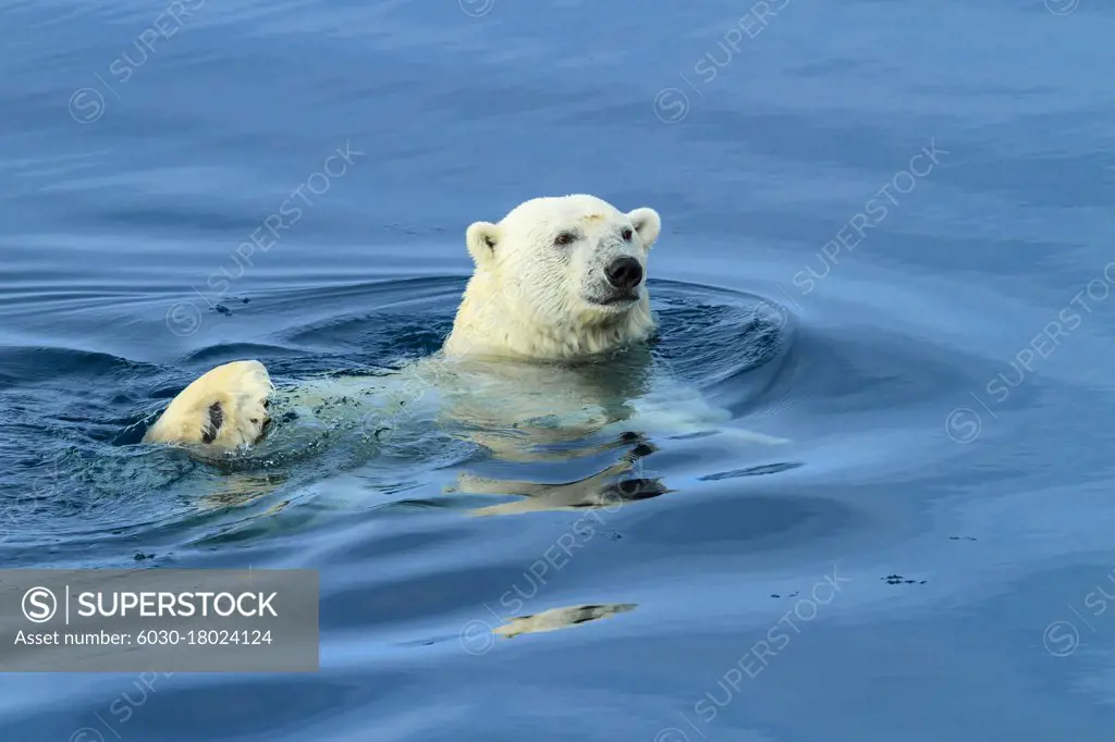 Polar bear (Ursus maritimus) swimming, Svalbard, Norway