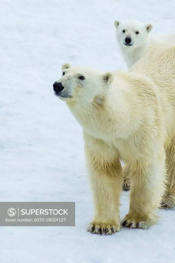 Polar bear (Ursus maritimus) mother and cub on pack ice, Svalbard, Norway