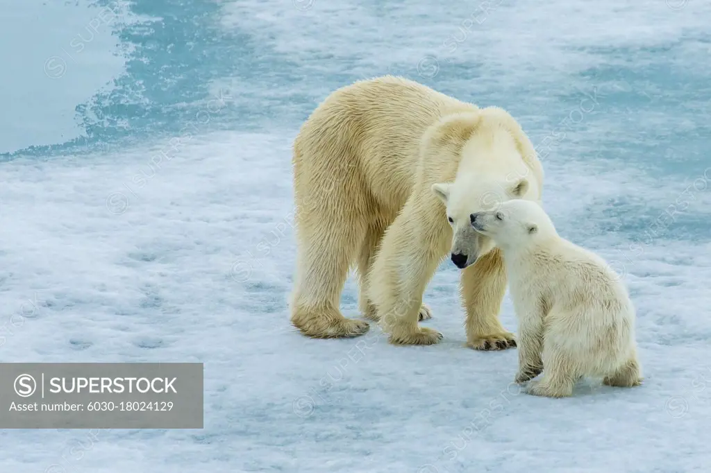 Polar bear (Ursus maritimus) mother and cub on pack ice, Svalbard, Norway