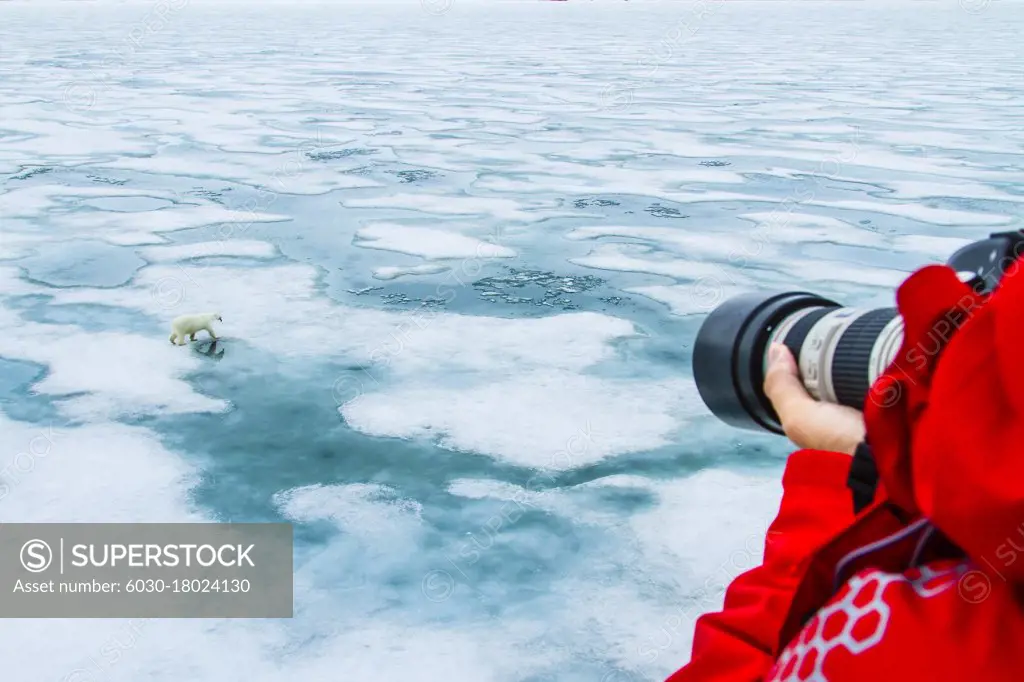 Photographer and polar bear (Ursus maritimus) walking across melting pack ice, Svalbard, Norway