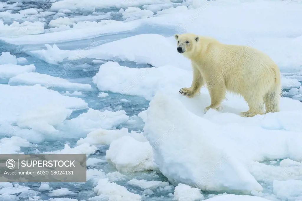 Polar bear (Ursus maritimus) standing on ice floe, Svalbard, Norway