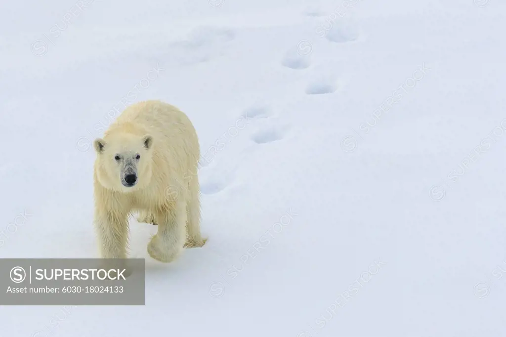 Polar bear (Ursus maritimus) walking in fresh snow making foot prints, Svalbard, Norway