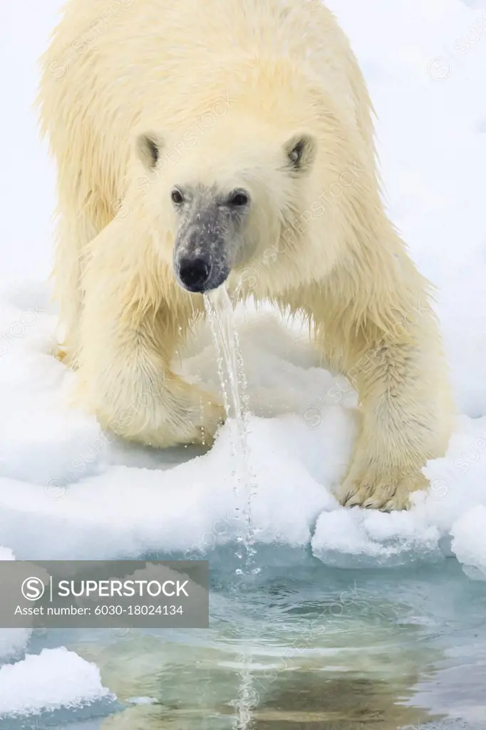 Polar bear (Ursus maritimus) dripping with water, Svalbard, Norway