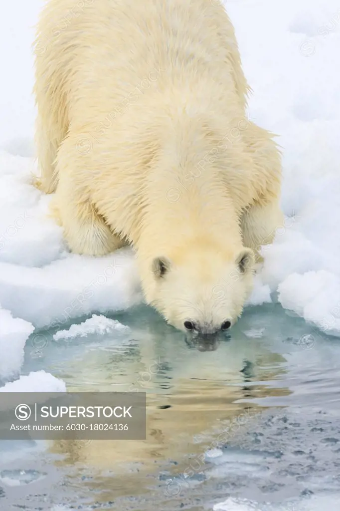 Polar bear (Ursus maritimus) with nose in water, Svalbard, Norway