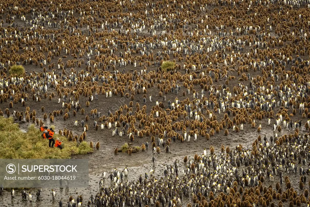 Tourists for scale, King Penguins (Aptenodytes patagonicus) at Salisbury Plain, South Georgia