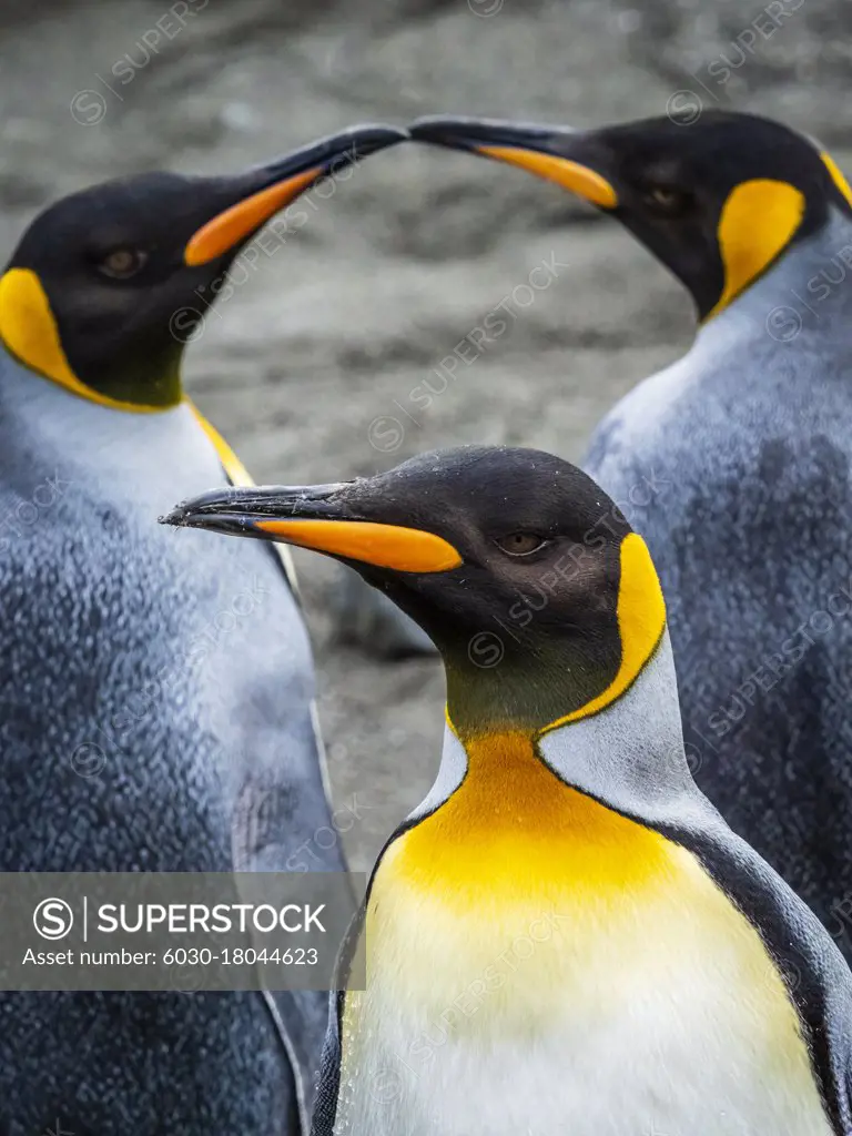 We three kings, Trio of King Penguins (Aptenodytes patagonicus), Gold Harbor, South Georgia