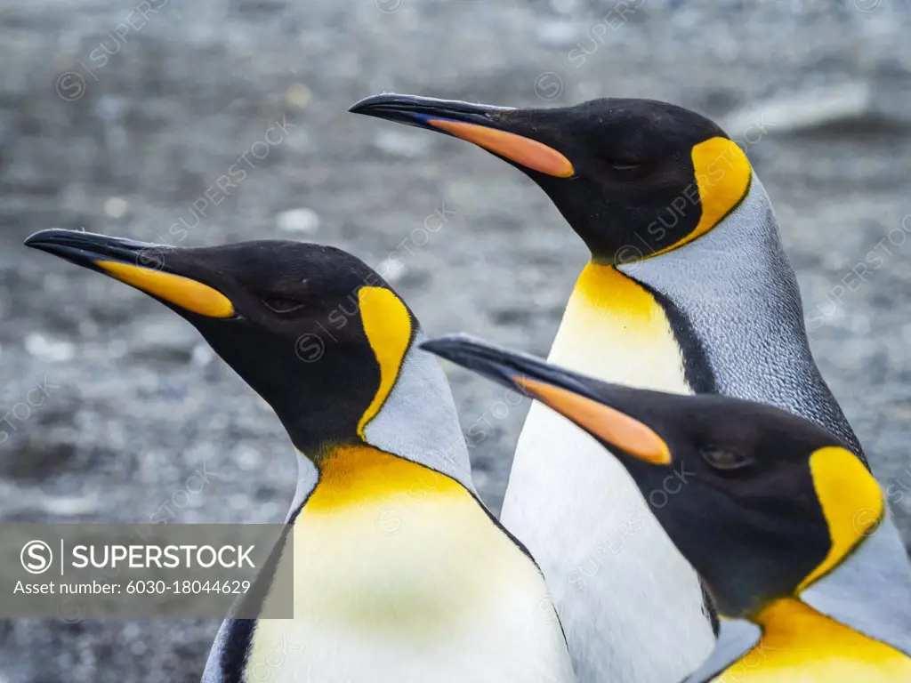 Courting King Penguins (Aptenodytes patagonicus) at St. Andrews Bay, South Georgia