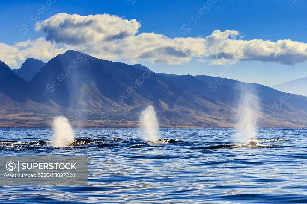 Three blows as Humpback Whales (Megaptera novaeangliae) surface off West Maui Mountains (Kahalawai'), Maui, Hawaii