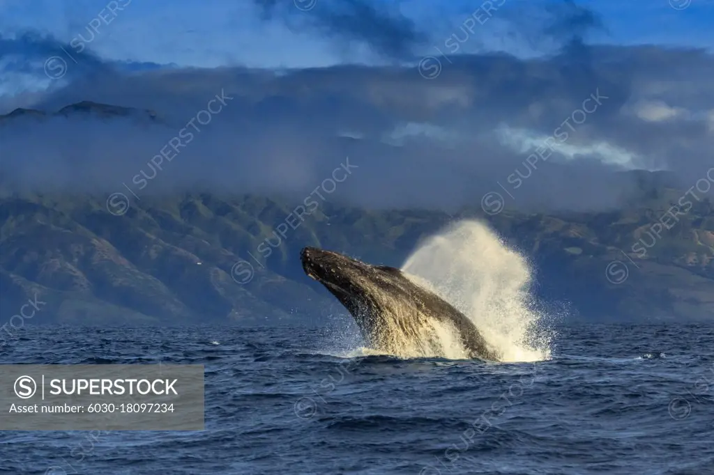 Whale blow, Breaching Humpback Whale (Megaptera novaeangliae), Maui, Hawaii