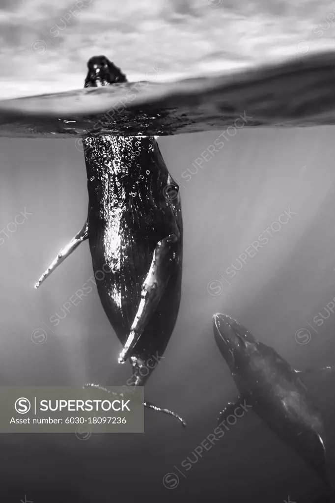 Underwater Photo, Swimming Humpback Whale (Megaptera novaeangliae) makes a close approach, Maui, Hawaii