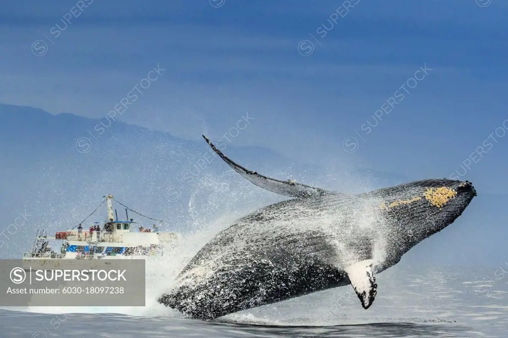 Humpback Whale (Megaptera novaeangliae) breaches in from of whale watching boat, Maui, Hawaii