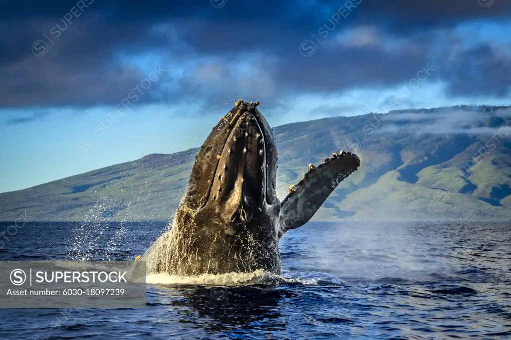 Breaching Humpback Whale (Megaptera novaeangliae), Maui, Hawaii