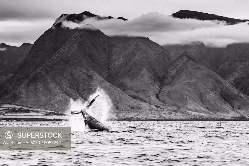 Black & White, Tail lob, Humpback Whale (Megaptera novaeangliae) lifts its fluke and splashes water, Maui, Hawaii