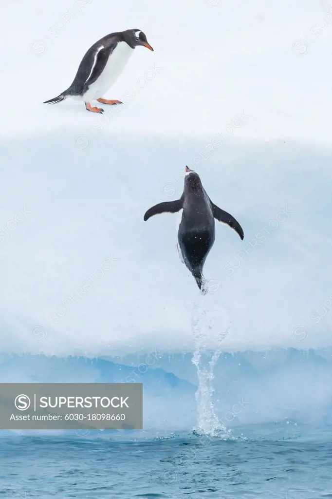 Gentoo Penguin (Pygoscelis papua) jumps out of the water onto iceberg, Cuverville Island, Antarctica