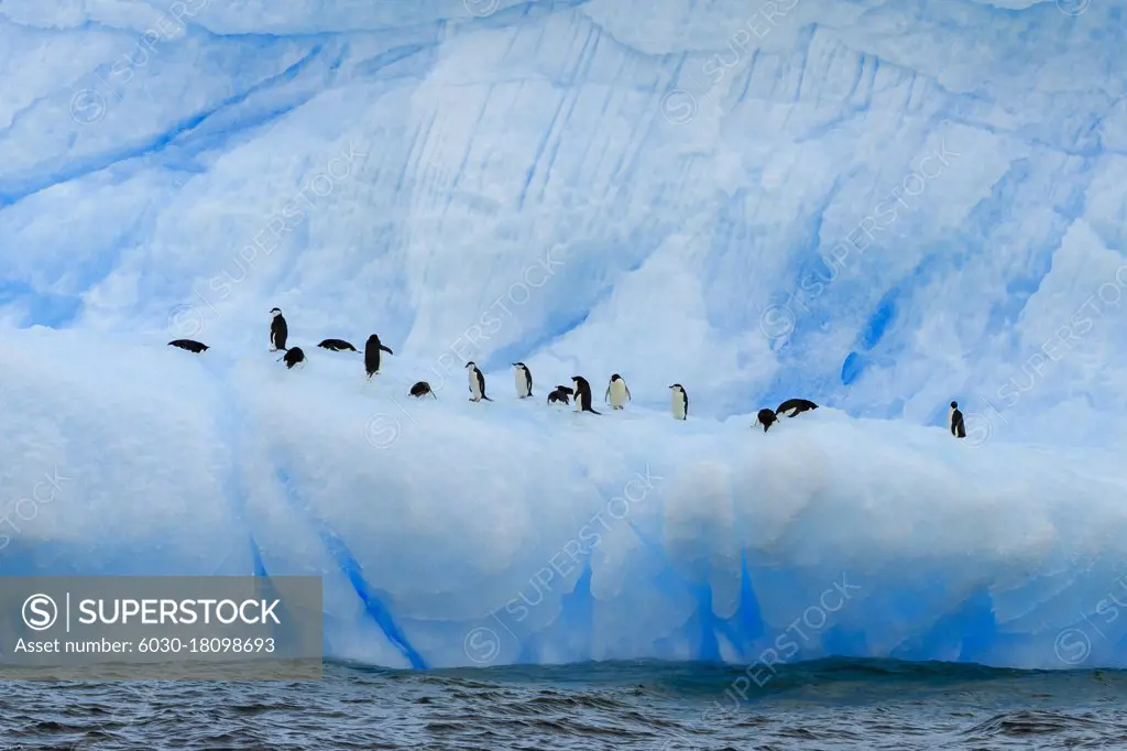 Chinstrap (Pygoscelis antarcticus) and Adelie (Pygoscelis adeliae) penguins on blue iceberg, Antarctic Sound, Antarctica