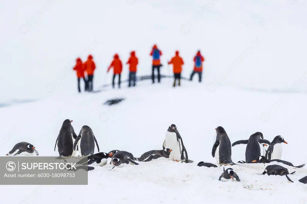 Tourists, and Gentoo Penguins (Pygoscelis papua) nesting on fresh snow at Yankee Harbor, South Shetland Islands, Antarctica