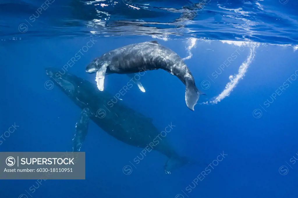 Underwater Photo, Calf following mom, Swimming Humpback Whales (Megaptera novaeangliae), Maui, Hawaii