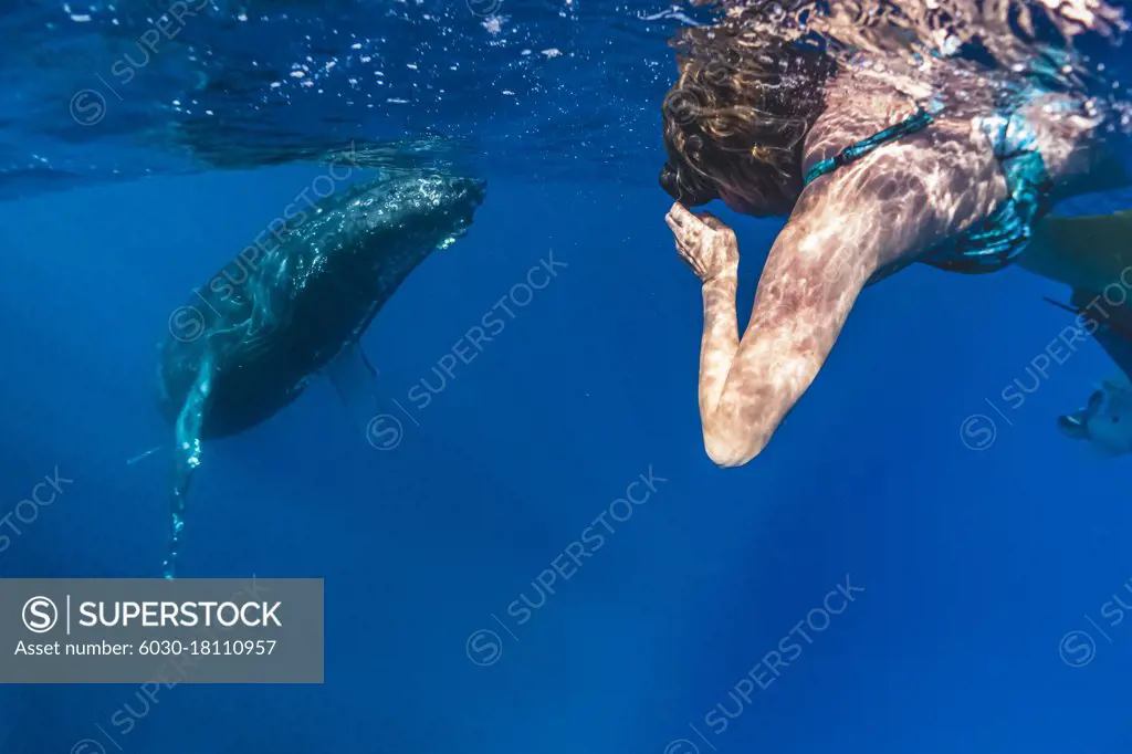 Underwater Photo, Tourist watches Humpback Whale (Megaptera novaeangliae) swim under boat, Maui, Hawaii