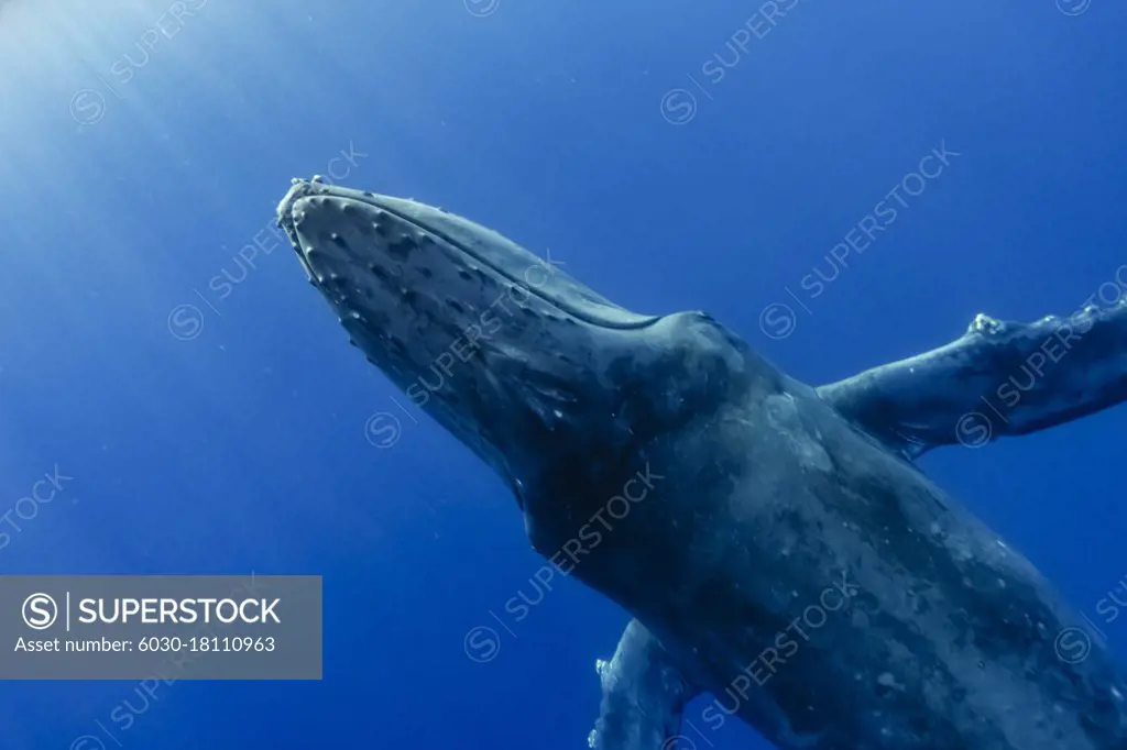 Underwater Photo, Humpback Whale (Megaptera novaeangliae) swimming toward the light, Maui, Hawaii