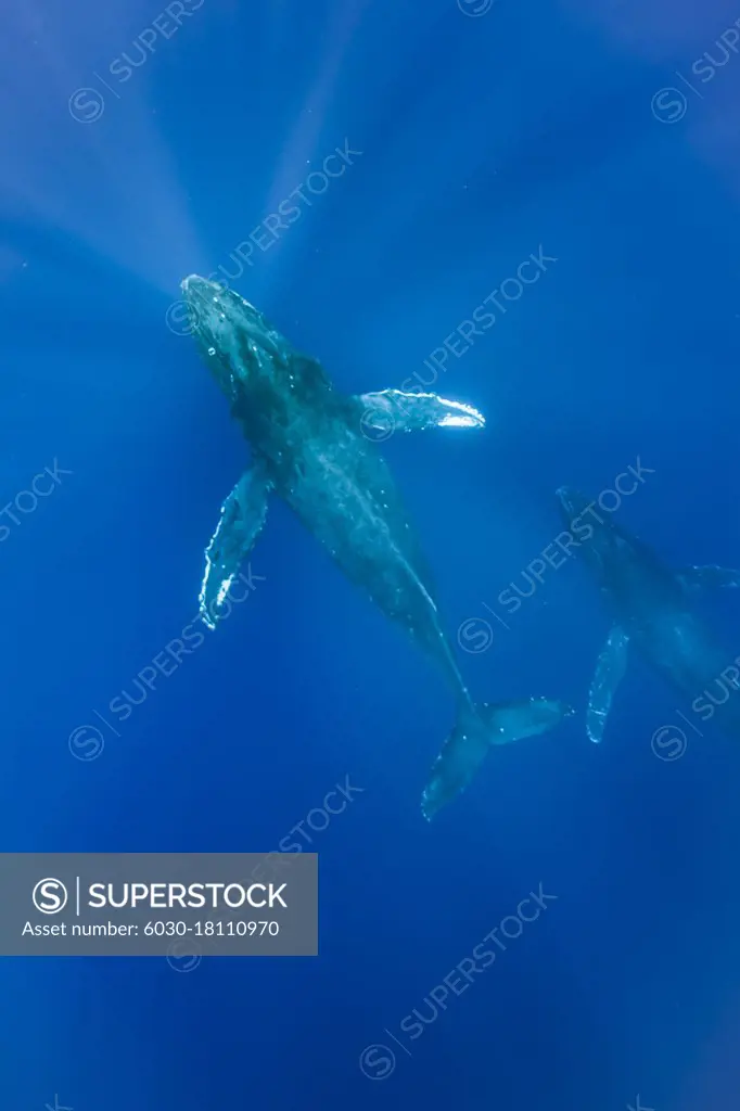 Underwater Photo, Humpback Whales (Megaptera novaeangliae) swim through tropical blue waters, Maui, Hawaii (Megaptera novaeangliae) swimming in the deep blue, Maui, Hawaii