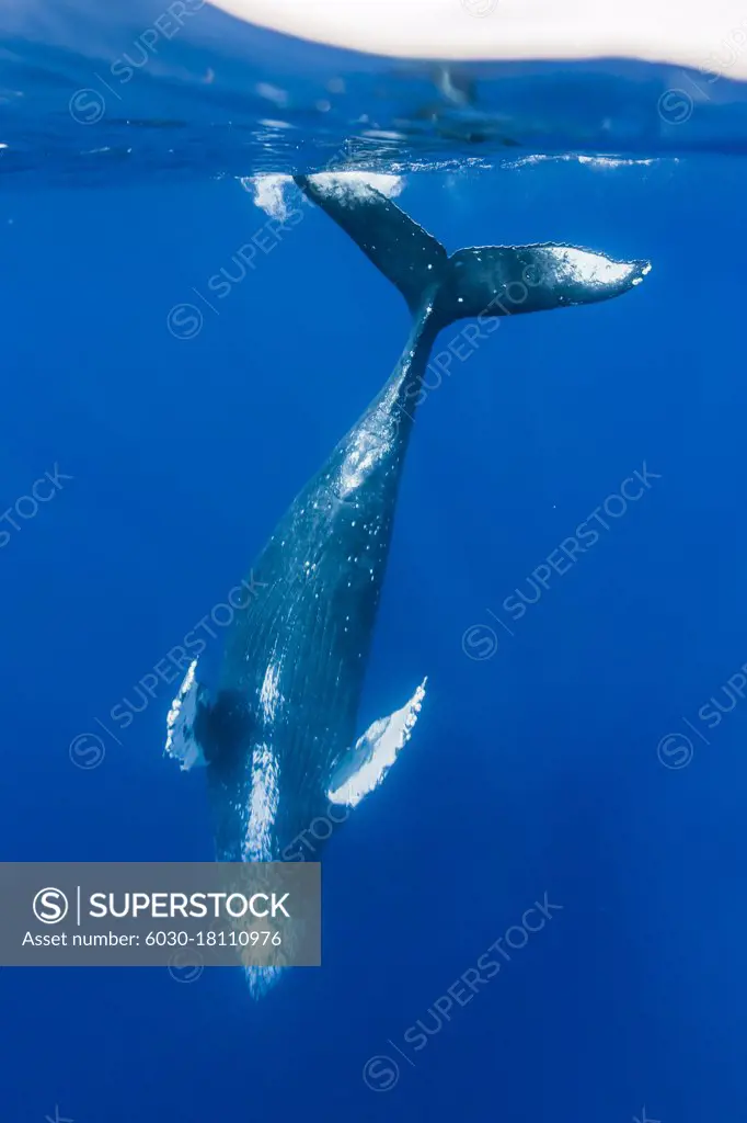Underwater Photo, Humpback Whale (Megaptera novaeangliae) diving deep, Maui, Hawaii