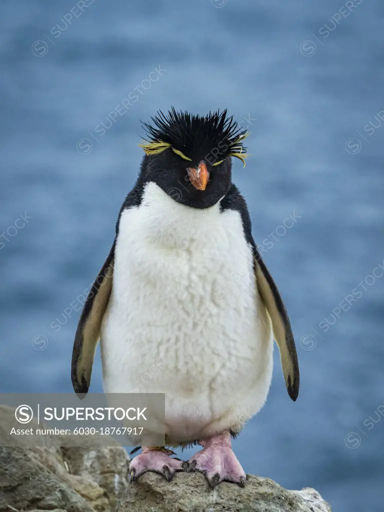 Rockhopper Penguin (Eudyptes chrysocome) Portrait on New Island, Falkland Islands