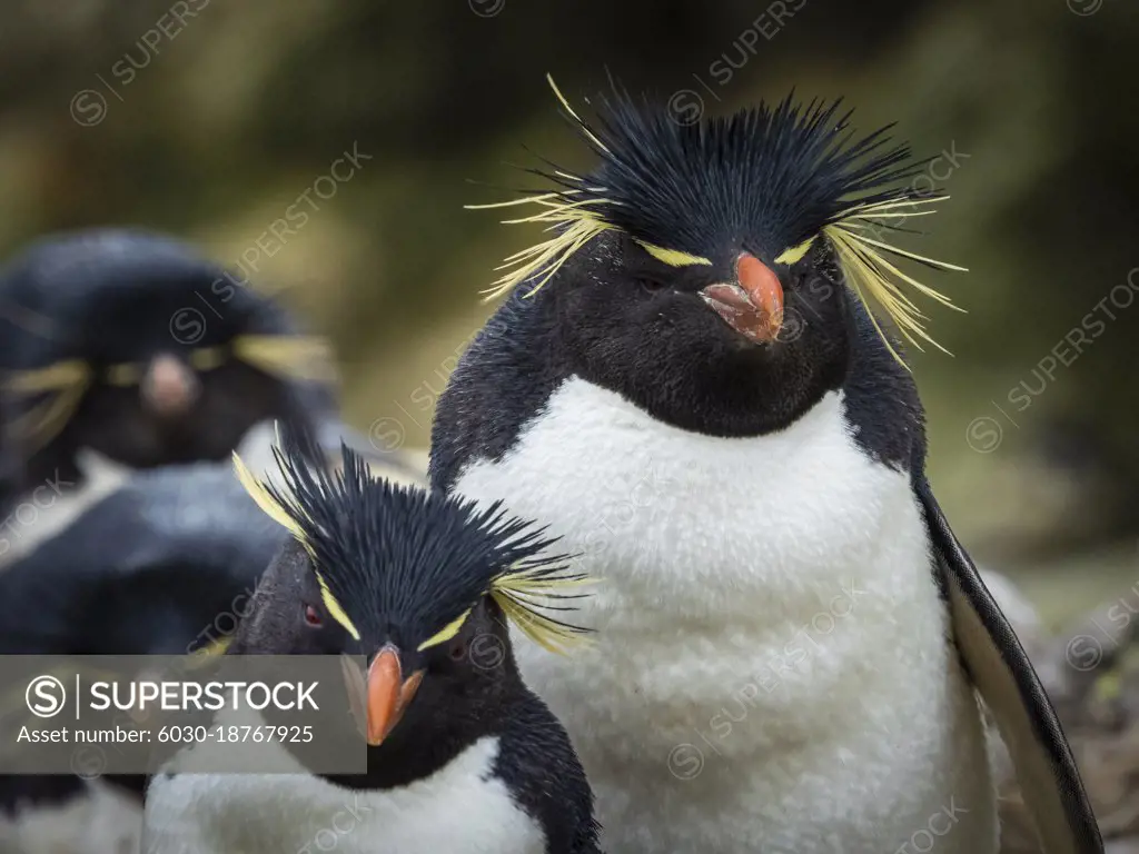 Rockhopper Penguins (Eudyptes chrysocome) on the nest on New Island, Falkland Islands