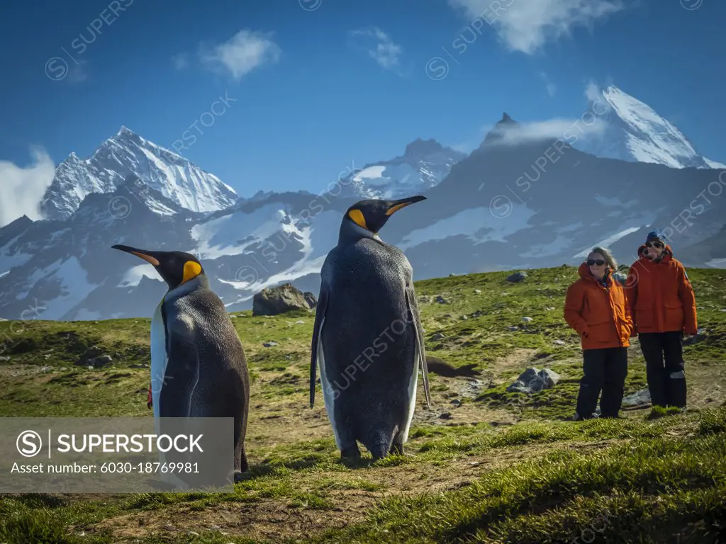 King Penguins (Aptenodytes patagonicus) and travelers at St. Andrews Bay, South Georgia