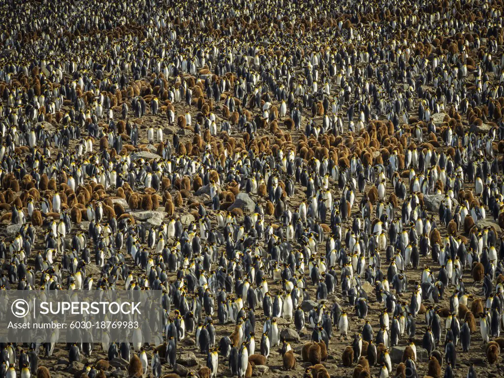 King Penguins (Aptenodytes patagonicus) as far as the eye can see at St. Andrews Bay, South Georgia