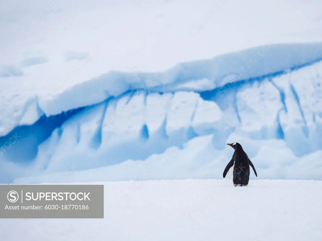 Gentoo Penguin (Pygoscelis papua) and blue ice on Petermann Island, Antarctica