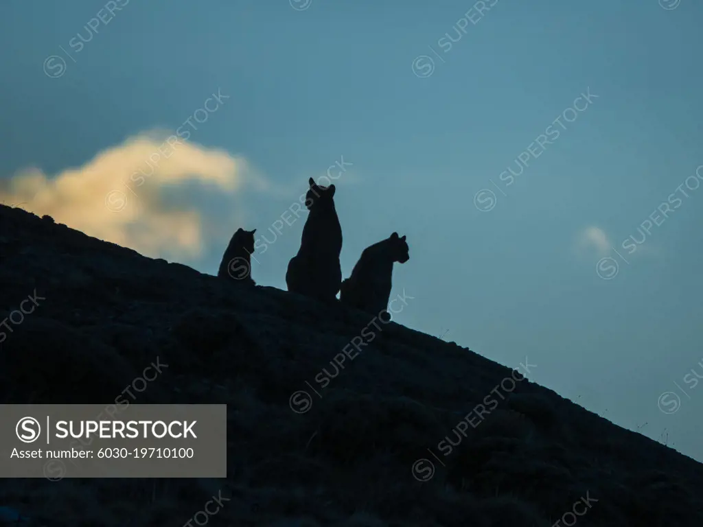 Silhouette at Sunrise, Pumas (Puma concolor), Torres del Paine National Park, Patagonia, Chile