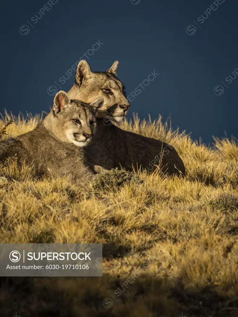 Mom and kitten in the sun, Pumas (Puma concolor), Torres del Paine National Park, Patagonia, Chile