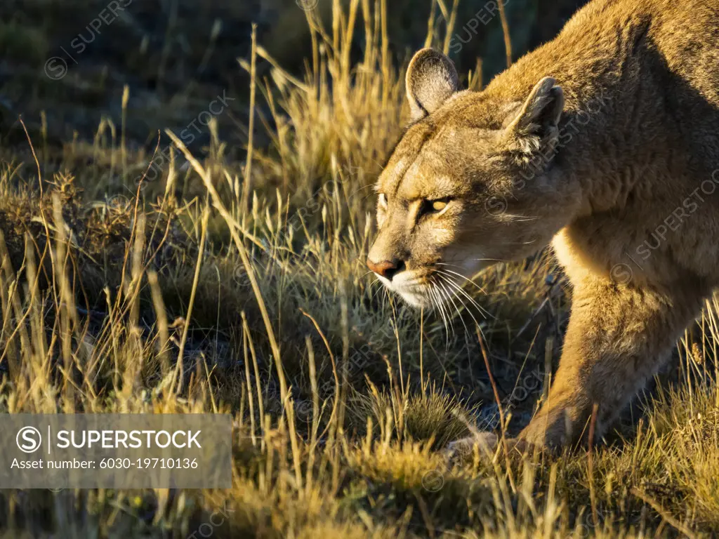 On the prowl, Hunting, Puma (Puma concolor), Torres del Paine National Park, Patagonia, Chile