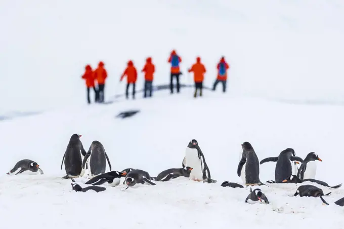 Tourists, and Gentoo Penguins (Pygoscelis papua) nesting on fresh snow at Yankee Harbor, South Shetland Islands, Antarctica