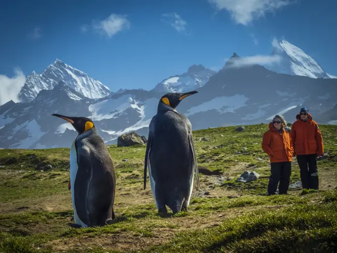 King Penguins (Aptenodytes patagonicus) and travelers at St. Andrews Bay, South Georgia