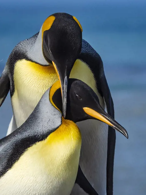 King Penguin King Penguins (Aptenodytes patagonicus) courting in St. Andrews Bay, South Georgia